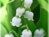 Muguet de la chance au premier Mai