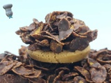 Tartelettes croustillantes chocolat beurre de cacahuètes
