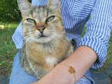 Bracelets en faveur des animaux