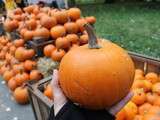 Vives les citrouilles, potirons, courges