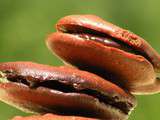 Whoopies tout chocolat