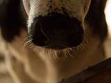 À la Ferme de Bonnefontaine, toute la Race Vosgienne