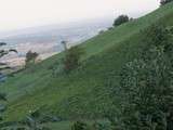 Vendanges vues de l’intérieur au domaine de la Borde, Pupillin