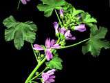 Potion des quatre fleurs (contre les infections respiratoires)