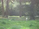 Différence entre chiens et loups selon le cocker