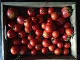 Rentrée des classes et récolte de tomates et de mûres