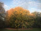 Salade d'automne