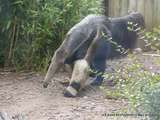 AMNÉVILLE(57)-Parc Zoologique d'Amnéville-Fourmilier Tapir et Chien de Prairie