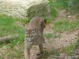 AMNÉVILLE(57)-Parc Zoologique d'Amnéville-Puma et Bison d'Amérique