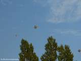 Explosion de ballons dans le ciel lorrain