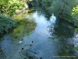 Isle-sur-la-sorgue(84)-Entre Canaux et Roues à Aubes