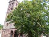 Lautenbach(68) - Collégiale Saint-Michel et Saint-Gangolphe