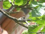 Oiseaux de Collonges-la-Rouge