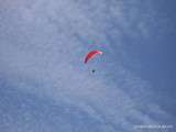 Perros-guirec(22)-Un Drôle d'Oiseau dans le Ciel de Perros-Guirec