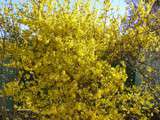 Printemps est dans notre jardin