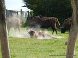 Rhodes(57)-Parc Animalier de Sainte-Croix-Bisons et Aurochs