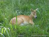 Rhodes(57)-Parc Animalier de Sainte-Croix-Cerfs d'eau Chinois et Daims