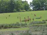 Rhodes(57)-Parc Animalier de Sainte-Croix-La Grande Plaine des Cerfs