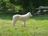 Rhodes(57)-Parc Animalier de Sainte-Croix-Le Grand Nord