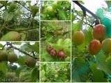 Futurs fruits du jardin