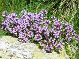 Ces fleurs que l’on peut manger : le thym