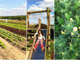 Initier les enfants à la cueillette des fruits et légumes à Gally