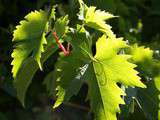 Feuilles de vigne ντολμάς  dolmás 