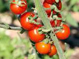 Trio gourmand de tomates cerises, mozzarella et basilic