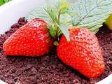 Petit Pot de Fraises Gourmand