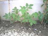 Plants de tomates ( en canette )