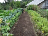 Cultiver le savoir : les formations en permaculture pour un jardin généreux