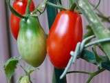 P'tites Tomates, En veux-tu en Voila