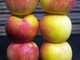 Fleurs de pomme Antarès feuilletées, Découverte d'une pomme rustique