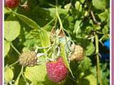 Premières framboises sont dans le jardin