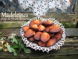 Madeleines au sirop de fleur de sureau