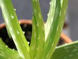 L'aloe vera : plante aux mille vertus