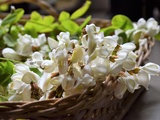 Beignets de fleurs d’acacia (faux‑robinier)