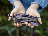 Haricot en grain : frais ou sec, bienfaits, variétés et recettes gourmandes