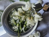 Infusion de fleurs d’acacia