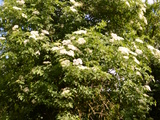 L'arbre des fées : le sureau noir