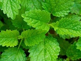 Mélisse citronnelle (Melissa officinalis)
