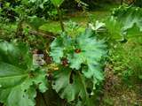 Rhubarbe : jolie plante des jardins au printemps