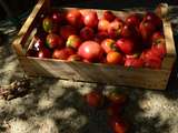 Tomate, fruit star de l'été