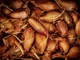 Tout savoir sur l’échalote : variétés, culture, cuisine & recettes
