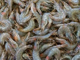Tout savoir sur les gambas : origine, culture, marinades, cuissons, recettes et terroir du Gers