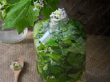 Vinaigre parfumé à l'alliaire, l'herbe à ail