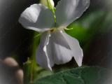 Violette sauvage : viola odorata