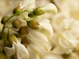Zoom sur la fleur d’acacia (Robinia pseudoacacia)