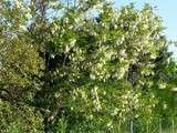 Beignets de fleurs d'acacia