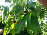 Clafoutis aux cerises